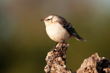 Chalk browed Mockingbird, La Pampa Province, Patagonia, Argentina