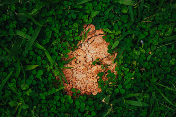 Fresh green grass background  top view