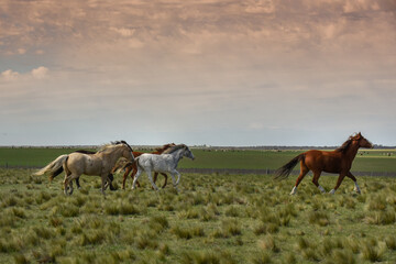 Fototapeta na wymiar Herd of horses in the coutryside, La Pampa province, Patagonia, Argentina.
