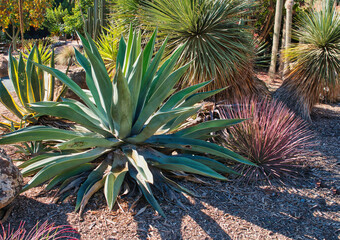 Naklejka na ściany i meble Aloe vera plant in the garden among cacti