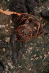 Hunting dog dachshund 