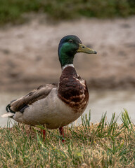 Un canard colvert (mâle) en extérieur 