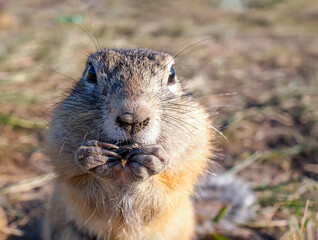 A gopher is eating sunflower seeds in a grassy meadow. Close-up.