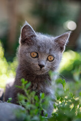 a small gray kitten in the grass