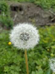 Obraz premium NatureBoy on Tour, Makro-Momente