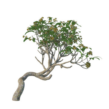 Frangipagi kamboja plumeria isolated 3d render, light for daylight, easy to use