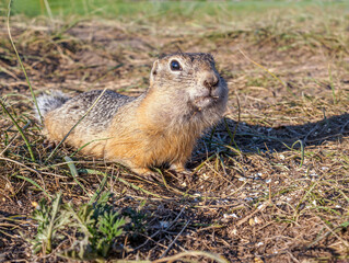 Naklejka na ściany i meble A gopher is looking at camer in a grassy meadow. Close-up.