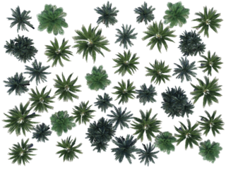 Palm tree forest top view png alpha channel