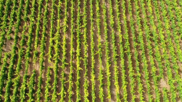 Vue a&eacute;rienne vignobles, vignes - Seine et Marne - France
