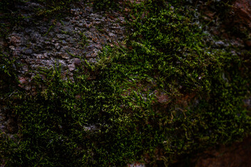 Moss on the stone close-up