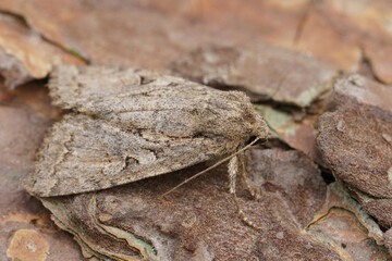 Closeup on the Dingy Shears owlet moth, Apterogenum ypsillon sitting on wood in the garden