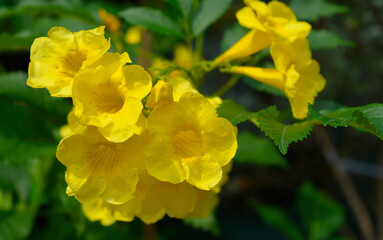 Bunch of yellow elder