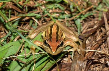 Striped stream frog (Strongylopus fasciatus) 