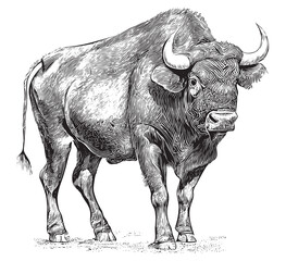 African bison bull hand drawn engraving sketch Vector illustration