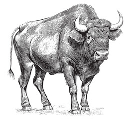 African bison bull hand drawn engraving sketch Vector illustration © BigJoy