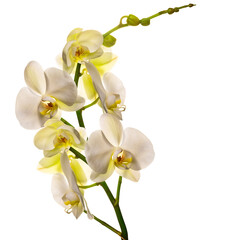 Fototapeta na wymiar Flowering branch of a white orchid on a white background. isolate