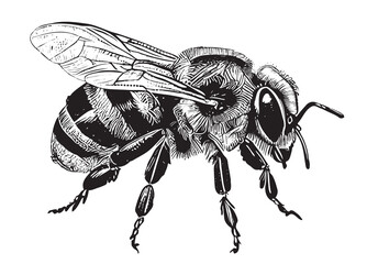 Bee insect hand drawn engraving sketch Vector illustration. © BigJoy