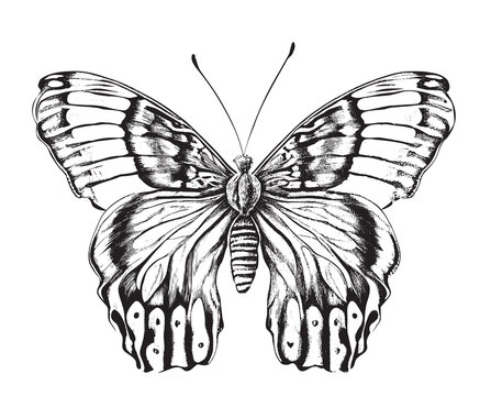 Beautiful realistic butterfly insect hand drawn engraving sketch Vector illustration