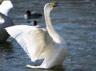 オオハクチョウ