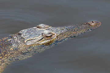 crocodile in the water
