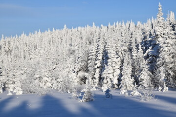 A snowy forest under a blue sky, Québec, Canada
