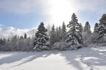 A snowy forest under a blue sky, Sainte-Apolline, Québec, Canada
