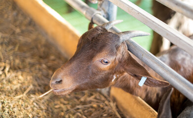 Goat eats hay on the farm. Farm livestock. Farming for the industrial production of goat milk dairy products