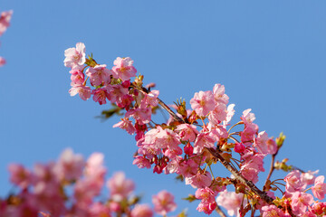 車折神社の境内に咲く河津桜