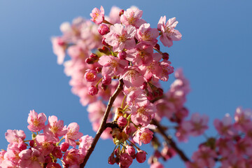 車折神社の境内に咲く河津桜