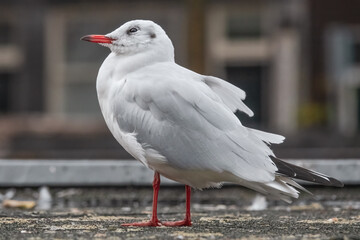 Lachmöwe in der Stadt