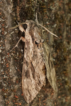Closeup on the impressive Convolvulus Hawkmoth, Agrius convolvuli, sitting with closed wings on the bark of a tree