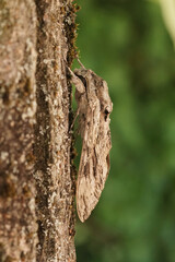 Closeup on the impressive Convolvulus Hawkmoth, Agrius convolvuli, sitting with closed wings on the bark of a tree
