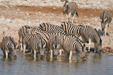 Fototapeta na wymiar Group of Burchell's Zebra (Equus burchellii) drinking from a waterhole in Etosha National Park, Namibia