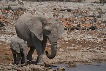 African elephants (Loxodonta africana) at a crowded waterhole in Etosha National Park, Namibia
