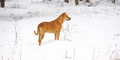 young mixed american Staffordshire Terrier during Cold Day in Winter. Dog in the Snow