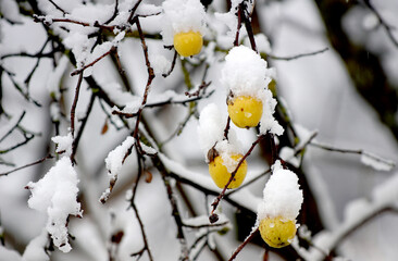 snow covered apple hanging from a tree. Other trees in the background. Snow on the apple.