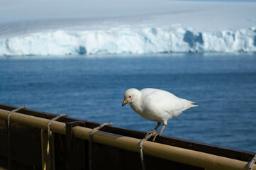 Antarctic pigeon