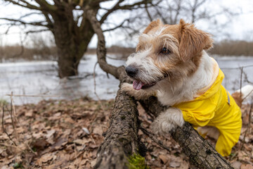 Jack Russell Terrier in a yellow raincoat for a walk. The dog stands in the park near the tree against the backdrop of the lake. Spring dirty weather