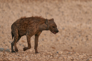 Spotted Hyaena (Crocuta crocuta) at a waterhole in Etosha National Park, Namibia