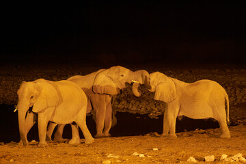 Naklejka na ściany i meble African Elephant (Loxodonta africana) at night sparring against each other at a waterhole in Etosha National Park, Namibia