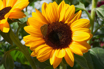 Meadow Brown (Maniola jurtina) butterfly sitting on a yellow sunflower in Zurich, Switzerland