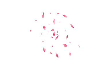 White Sakura Petal Vector White Background.