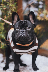 Portrait of French Bulldog in a vest outside 