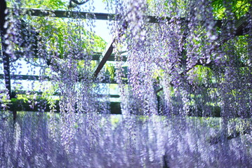 Fototapeta premium 天王川公園 藤棚
