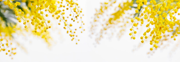 Flowers spring composition. Frame made of mimosa flowers on white background. Easter, Women's day...