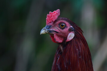 close up of a rooster