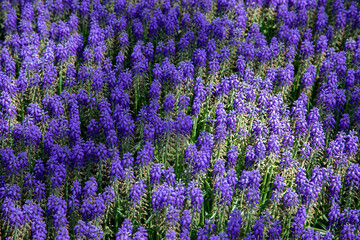 Fototapeta premium Purple hyacinth flowers close up 