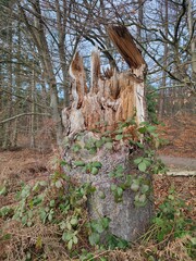 Abgebrochener Baumstumpf