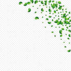 Lime Greens Organic Vector Transparent Background