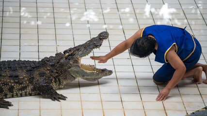 Thai huntsman man offer his hand into big crocodile's mouth in zoo